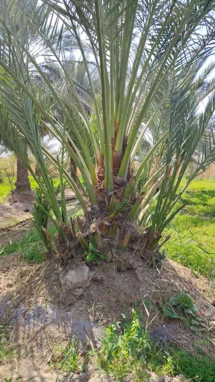 متــــــاح
فسائل برحي
+ فسائل ابريم
فسائل عويدي
فسائل حيساوي
***********
