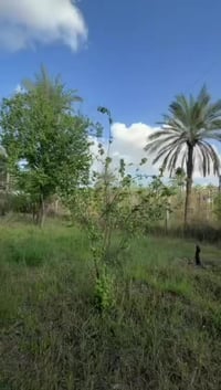 كربلاء الحسينيه • دونم طابو • سند ٢٥