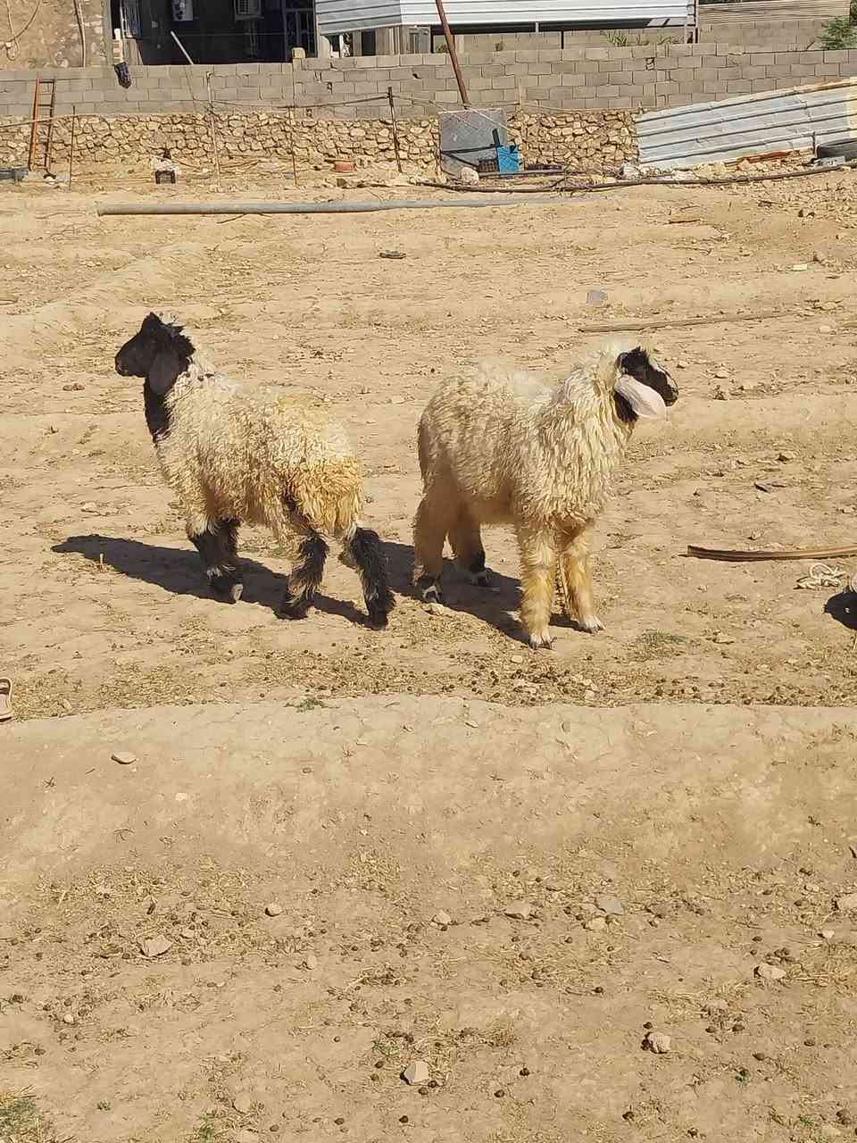 بسم الله متااح زوج خرفان كلشي يرهمن شرط النصاح مكان   عنه الريحانه    سعر زوج    ٥٠٥
توصيل حسب الاتفاق.   ***********

