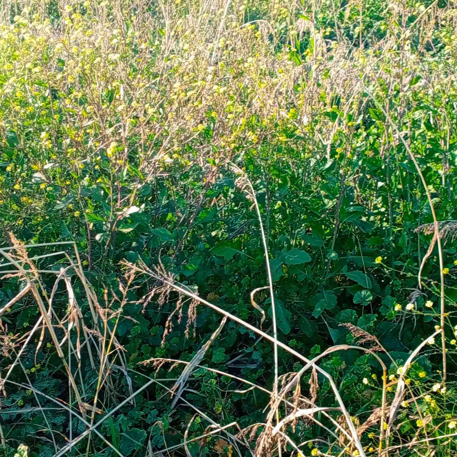 السلام عليكم اخوان عندي كاع 20 دونم أبيعها ضمان سفح مزروعه ذره سودانيه وبيها دغل تفيد أهل الحلال العنوان واسط قضاء الحي للاستفسار 
*********** ابو عباس
