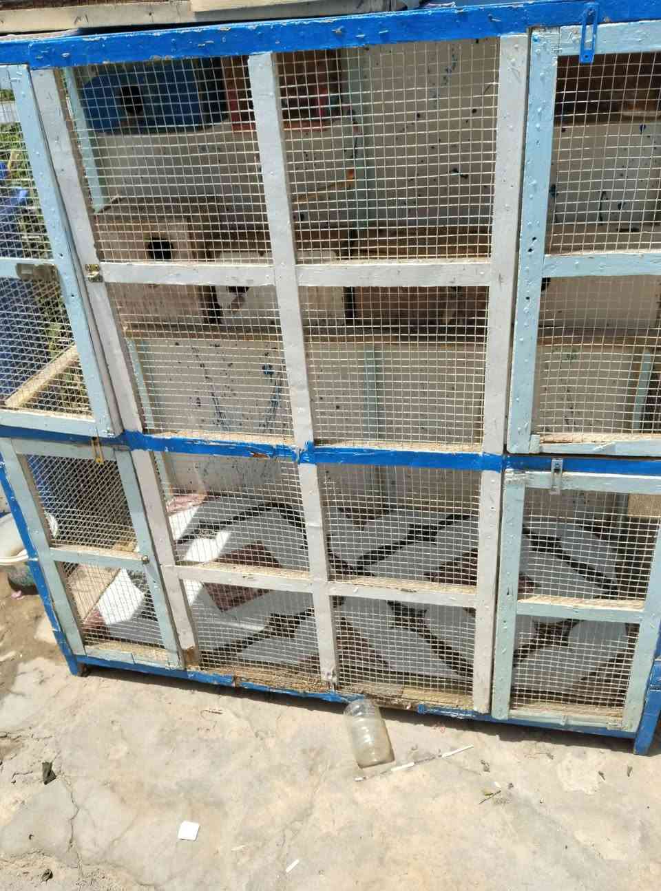 قفص كبير وبداخله اربع بيوت للتكاثر للبيع


**إذا كنت صاحب هذا الإعلان وتريد حذفه لأي سبب، رجاءا أرسل رسالة إلى الدعم الفني**