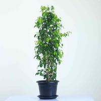 فيكس بنجامينا • تنقية الهواء • موصل حي الكرامه