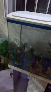 حوض سمك • اربيل • لاوان ستي