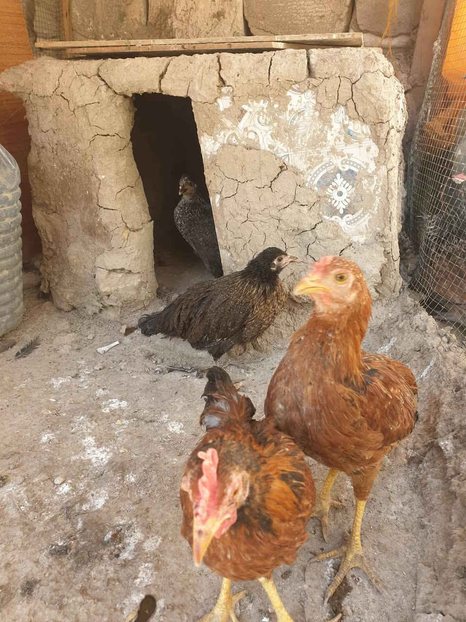 سلام عليكم دجاجة وبيضاتهة وفراري للبيع ليرديهن يراسني بسعر مناسب جدأ


**إذا كنت صاحب هذا الإعلان وتريد حذفه لأي سبب، رجاءا أرسل رسالة إلى الدعم الفني**