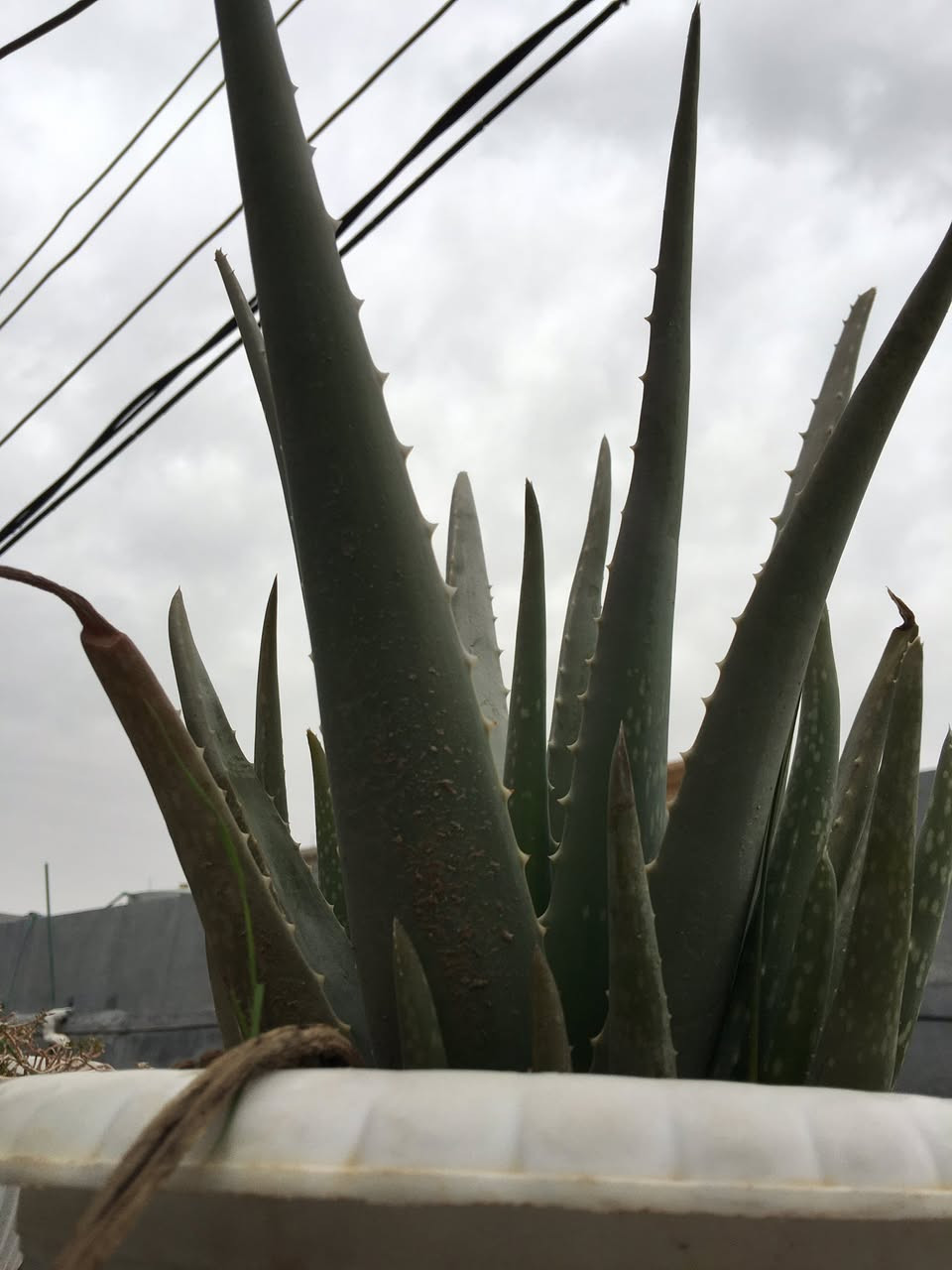 من رخصت الادمن
زرع كلش حلو وراقي 
كل نبته وسعرها 
للأستفسار اتصل على رقم ***********
