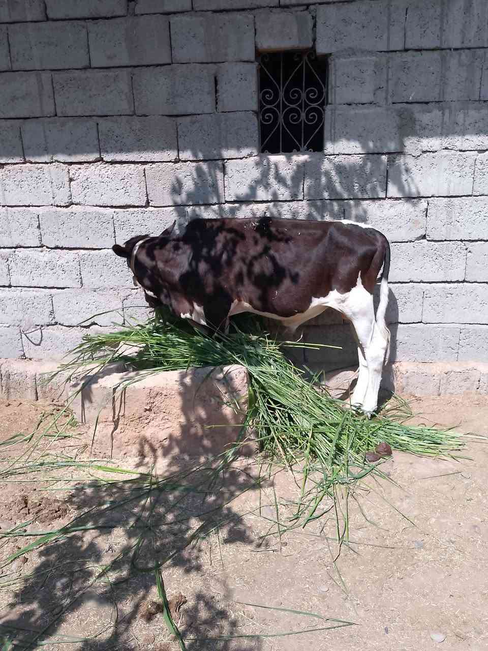 السلام عليكم للبيع ثلاث حوالي جنس اصليات مالات بيت يرهمن ربط وجنيهه السعر ثلاث مليون و560 وبيهن مجال قليل الاستفسار الاتصال على الرقم *********** ويرهم  ابيع واحد تريد جوز هم يرهم
