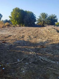 عقد زراعي • بين الملاحه والسدير • ١٢٫٥م×١١٠م+