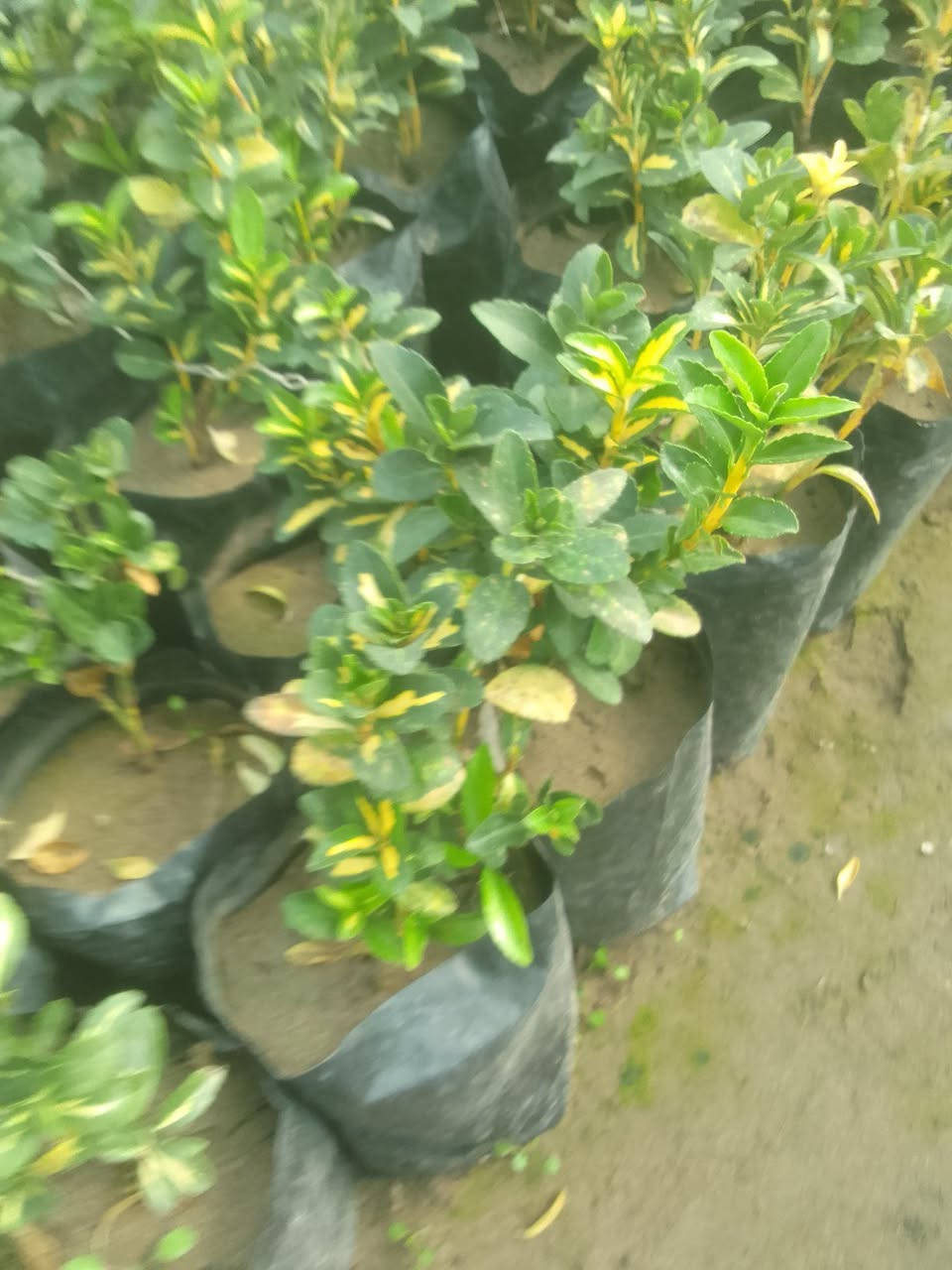 6 شتلات شمشار ب5
التوصيل داخل بغداد فقط 
للطلب*********** واتساب
