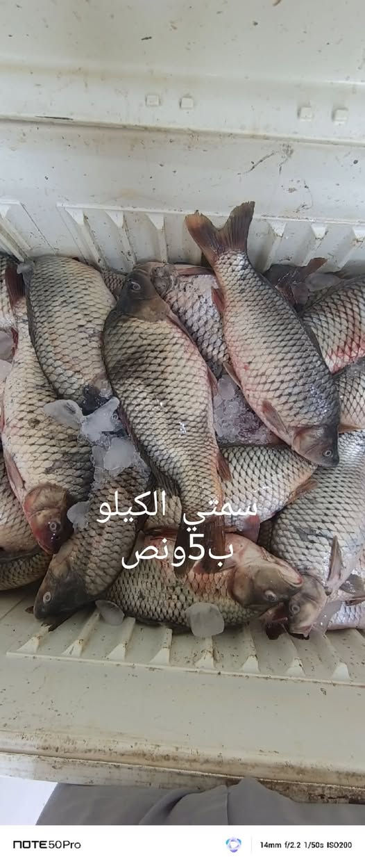 السلام عليكم من رخصة الادمن
اللهم صل على محمد وال محمد
محل اسماك المرتضى لبيع الاسماك البحريه والنهريه وجبه جديده بتاريخ 9/7/2026 العنوان ام قصر شارع 11 مقابيل حجي عدنان اللحيمجي
***********
