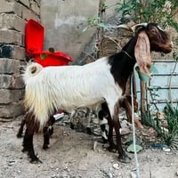 عنز للبيع • ماعز للبيع • عنز حلابة • ماعز حلابة • عنز مع بناتها • فحل ...