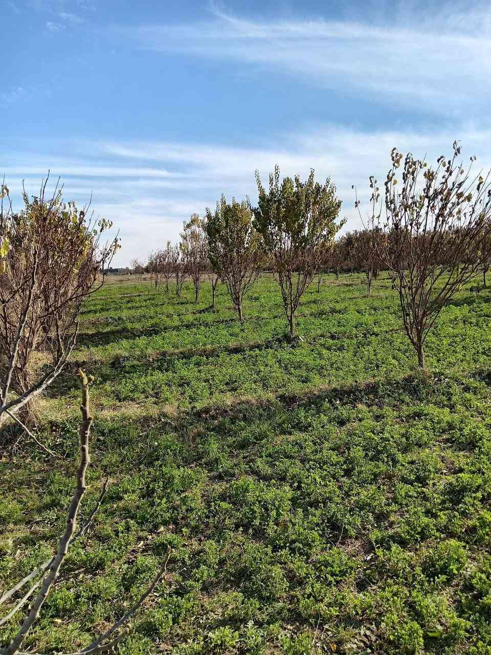 سلام عليكم بستان مشمش للبيع مساحه دونم عدد الشجار90المكان السنجك حي الفرات لسفسار ***********
