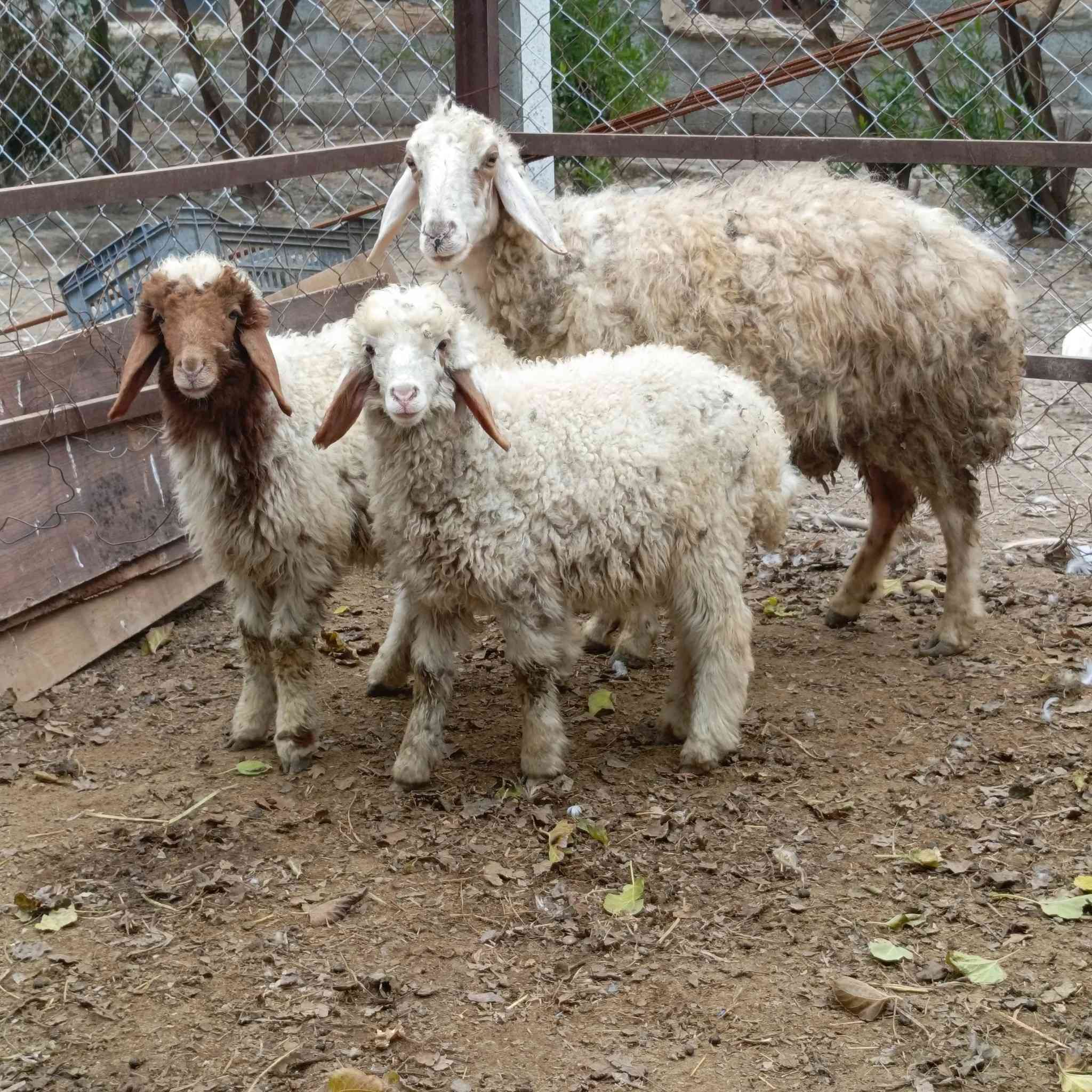 نعجه جواها توم فحل ونثيه مشروطه على كل عيب 
سعرا 775 مكاني بغداد التاجي  ماعندي توصيل رقم
***********
***********واتساب 
***********
