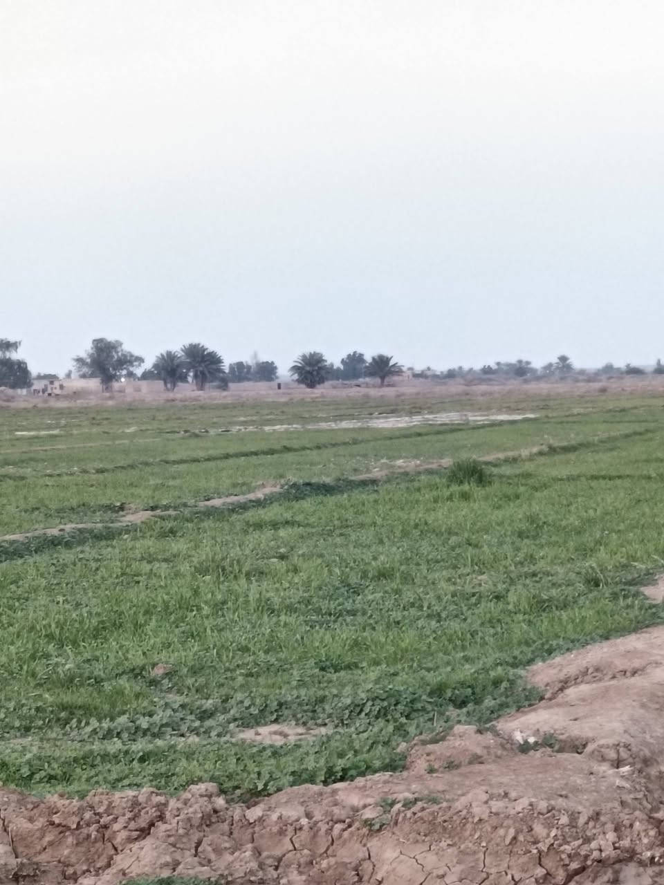 السلام عليكم 5 دوانم للپيع بالصويرة طابو صرف فتح بيان بأسم المشتري مباشرة بعد الاتفاق طبعآ طريق اجبلة تبعد عن الشارع الرئيسي 250 متر بالظبط متوفر كهرباء ماء للاستفسار اكثر الاتصال ☎️ بنا على الرقم ***********
علمآ سعرها مناسب وجوة السوك 
لا اذكر السعر بسبب الدلالين مع جل احترامي لهم 
اتصلوا ع الرقم وكلها سهلة واني بالخدمة
