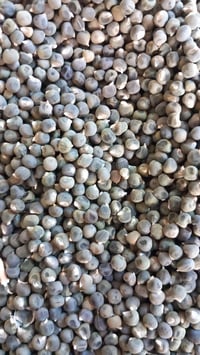 بذور بانيه درجه أوله كفاله 5كيلو 07823050213