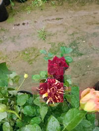 اشجار حمضيات • ورود • اشجار زينة