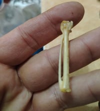 عظم هدهد اصلي وشغال ميه بلميه مجرب 07846140137