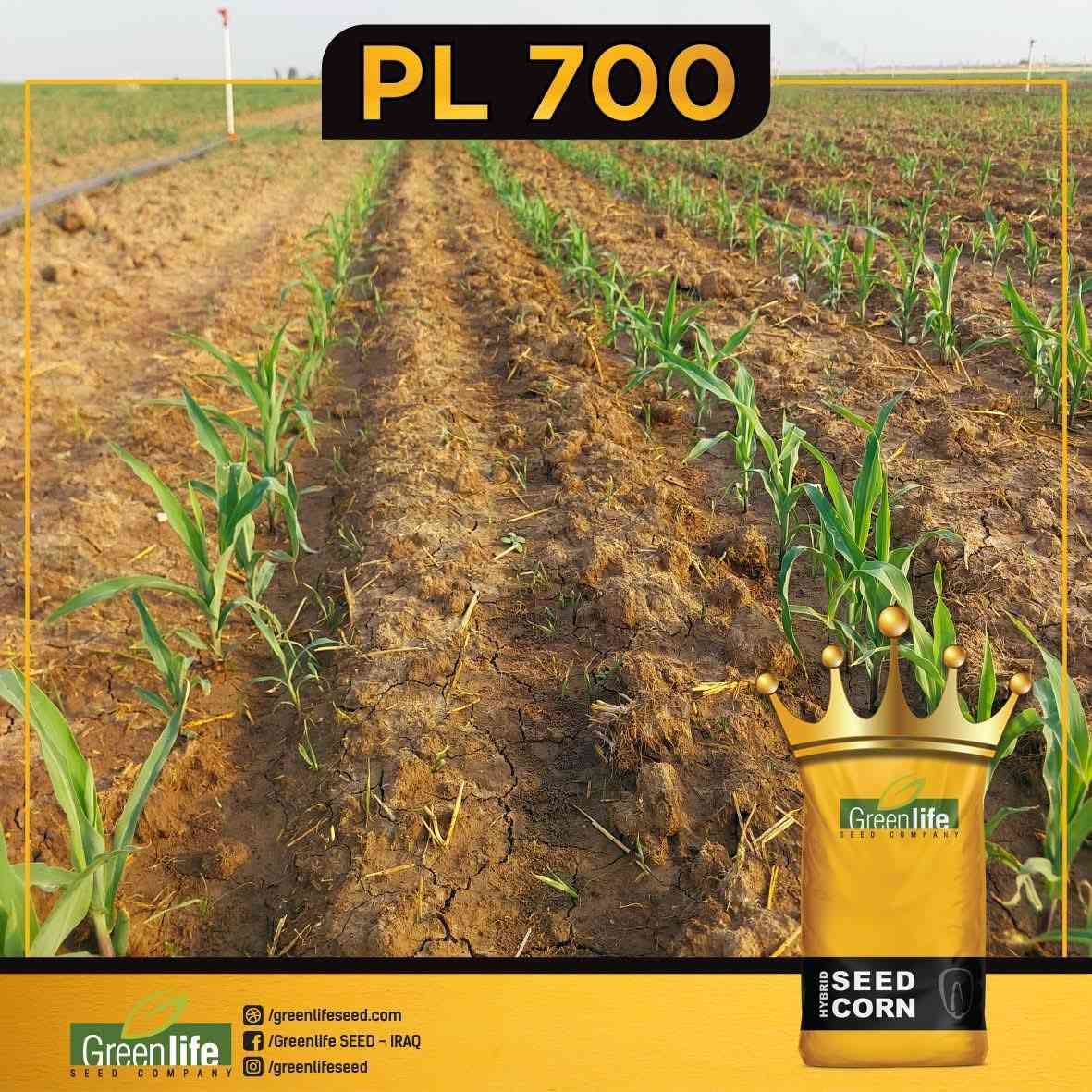 تجهيز اليوم بذور الذره الصفراء PL700 للعروه الربيعيه مع مفسد بذور بروبونيت للتواصل ***********
