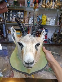 راس غزال ريم محنط حجم كبير قطعه فقط للطلب والاستفسار خاص واتساب للرد ا...