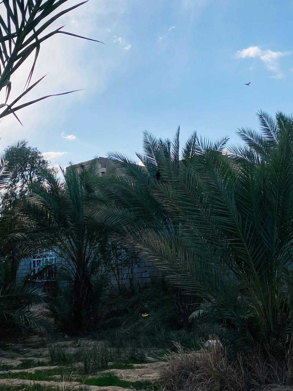 ستان للبيع دونمين مع بيت كبير وبيتين صغير. البيت الكبير يحتوي على اربع غرف كبار الرضيه كاشي والبيت صب جوه وفوك وديوانية كبيره والبيوت الصغار يحتوي كل بيت على غرفه وصاله ومطبخ ، البستان يحتوي على بير صغير ، يحد البستان تبليط رئيسي يذبك كبل عله الحيدريه ويحتوي على اساله ماء 24ساعه.، يحتوي البستان على 90نخله…وحمضيات يبعد عن سوق الحيدرية العام كيلو ، خلف اسالة ماء النجف الحيدريه
‏(طابو سند 25 اسهم)
‏155وبيه مجال
‏اتصال ***********
‏اتصال***********
‏
