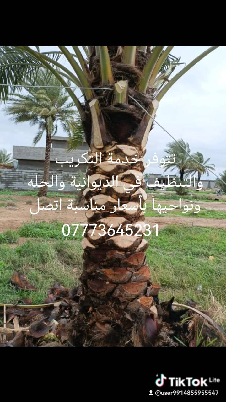 🌴 خدمات تكريب وتنظيف النخيل وقص الأشجار 🌳
✅ تكريب وتنظيف النخيل باحترافية. ✅ تركيس عثوك النخيل وإزالة المخلفات. ✅ قص وقلع الأشجار التالفة والخطرة. ✅ إزالة الأشجار الكبيرة داخل الدور السكنية بأمان. ✅ إنجاز سريع وأسعار مناسبة.

📍 نخدم الديوانية ونواحيها.

📞 للتواصل: ***********

🌴🌳 حافظ على جمال وحديقتك... واترك العمل لأهل الخبرة.
