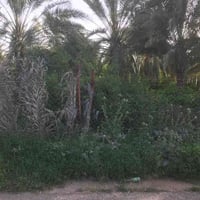 لام عليكم يوجد أرض زراعيه طابو ٢٥ أرض خصبه متوفره ماء سقي صيف شتاء الم...