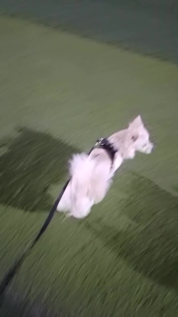 كلب لولو فوكس ضائع الي يلكا اله مكافئه ***********
