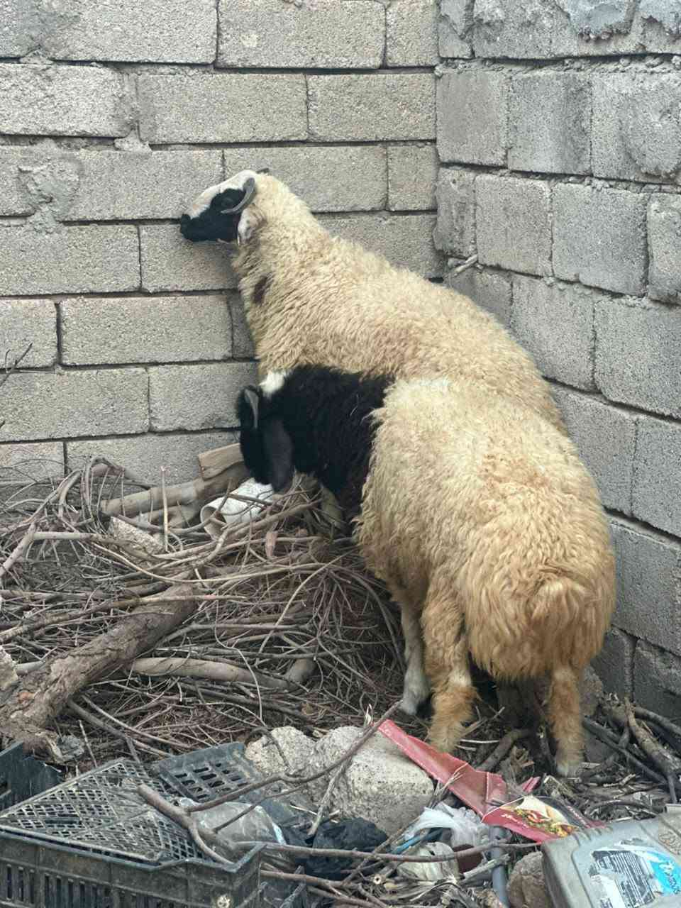 السلام عليكم طليان2للبيع السعر ادفع سعر وما يكون خاطرك اله طيب مكاني كياره الحود السرت لزاكه
ادمن من رخصتك♥♥
هاذه الرقم اتصل وتدلل‏‪***********‬‏
