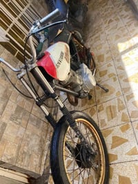 كلك • نمس • ذهبيات