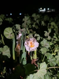 بصيلات نرجس بري • توصيل