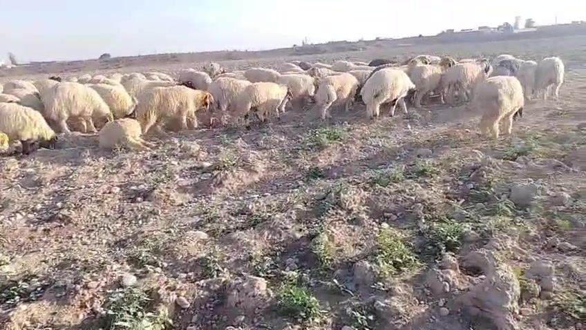 سارع وحجز ضحيتك من قصابه الحجي انسب اسعار العراقي 100/100 عنوان المحل كركوك الاسره المفقودين قرب مول ماشاءالله اتصل عله الرقم وتدلل ***********
