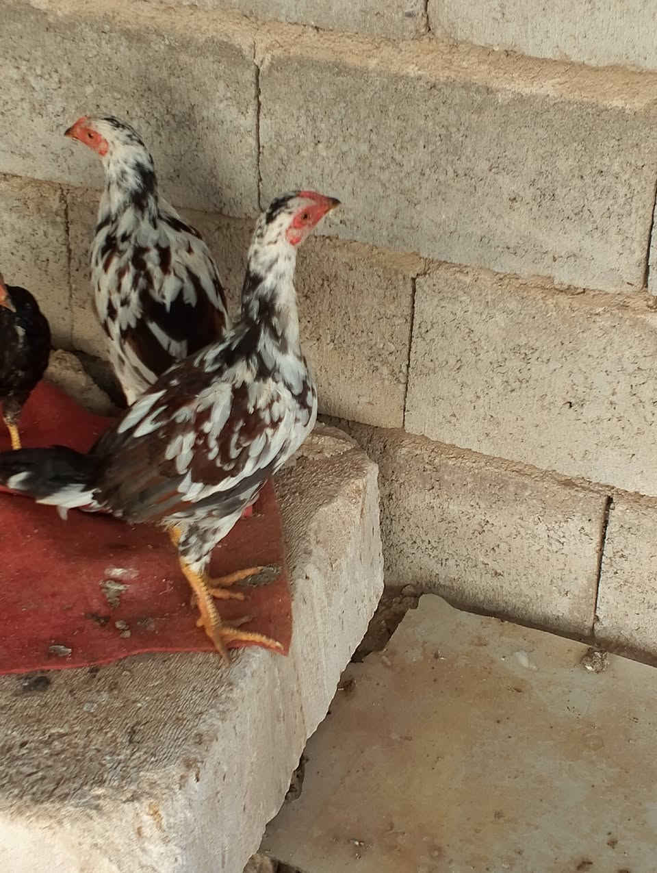 للبيع دجاج عرب ديوجه ودجاج مكاني نهايه الخالصه بلمصريين رقمي ***********
