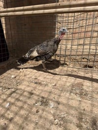 قضاء الدور • مكان