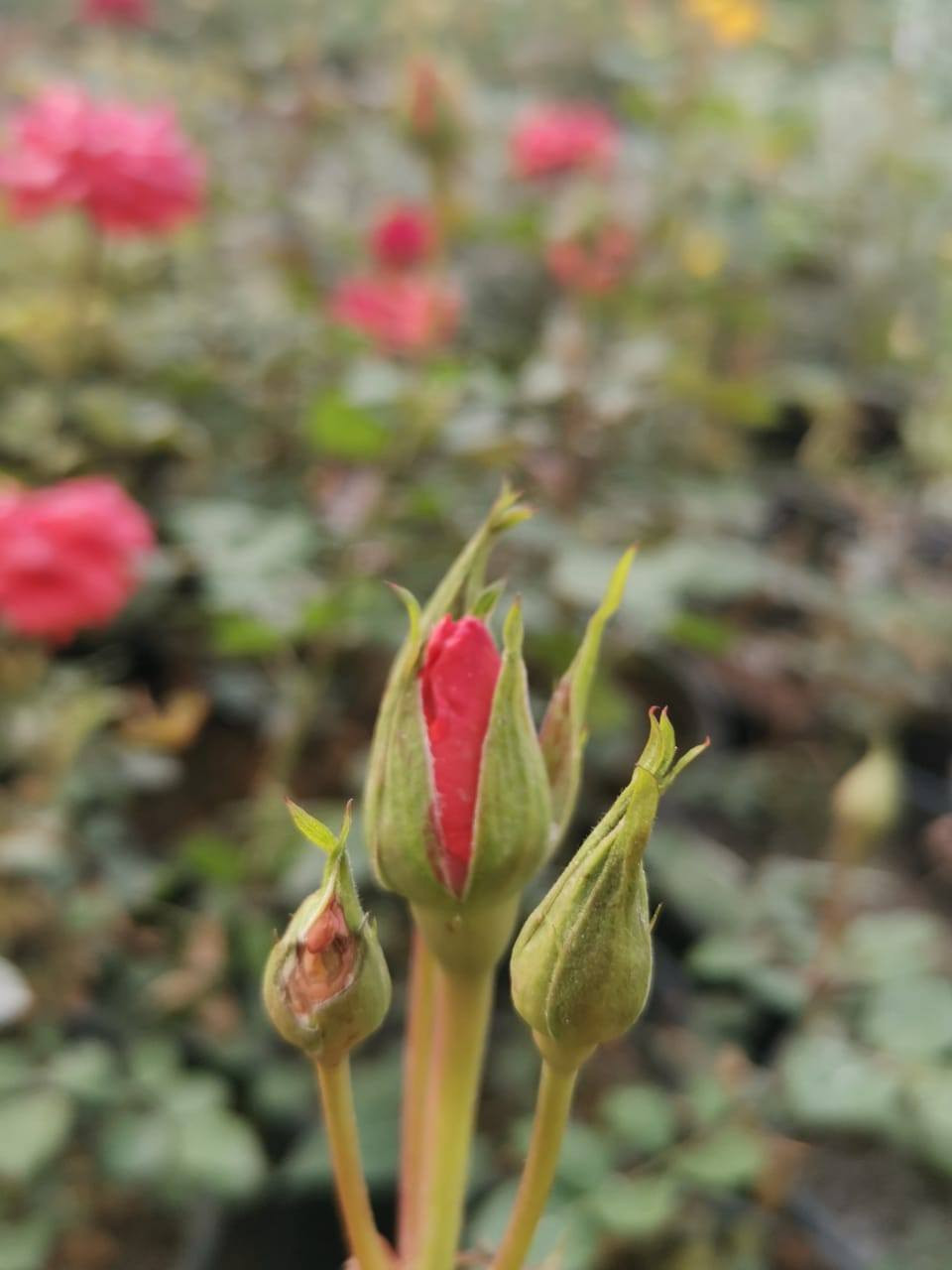 السلام عليكم 
يتوفر في مشتلنا ورد جوري سلطاني عطري 
كما يتوفر ورد  جوري مستورد بالوان جميلة وجذابة

 العنوان
مشتل ربيع قرطبة 
سامراء / حي الشهداء/ شارع 2000
 تتوفر خدمة توصيل داخل سامراء فقط 

للطلب والاستفسار يرجى مراسلة بريد الصفحة 
او الاتصال على الهواتف التالية 

***********
***********
