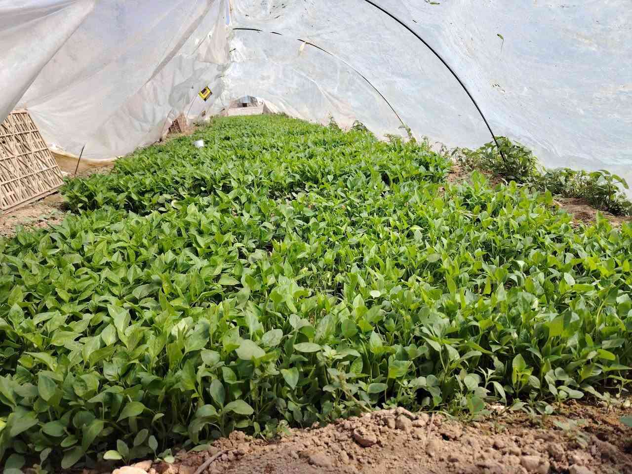 داية فلفل للبيع ،طول الوح متر ونص ،العرض متر
النوع : بونازا وكونتنامو 
العنوان :الحويجة-قرية حوض 6
للاستفسار: ***********
