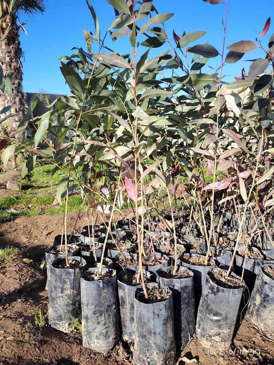 السلام عليكم..
اشجار كالبتوس سعر 1000دينار

اس بغداد سعر 500دينار

رمان حلبجة شرط  سعر 4000 دينار

المكان قرية شنــــــــــف 
***********
