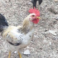 ديج عرب للبيع • ديك عربي • ديج • دواجن • ابي الخصيب • نهر خوز