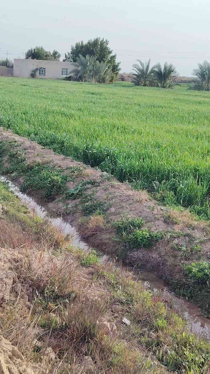 گصيل 30دونم شوفت عينك خير من الله +بيت بيها كهرباء ماي موجود ***********
