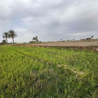 السجر • ١٨٠٠م • طابو زراعي