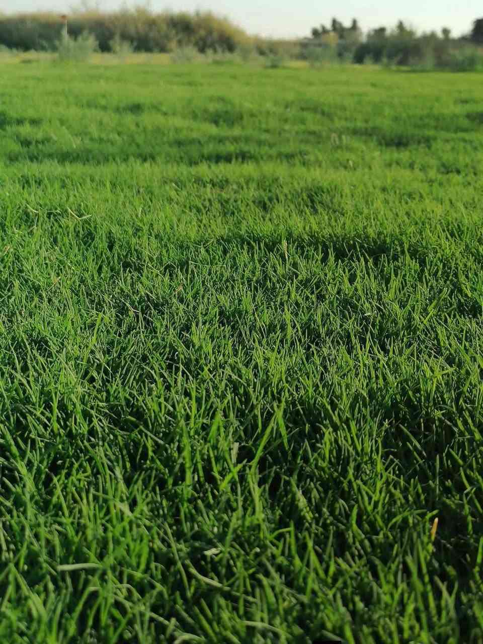 زبائننا الكرام ترحب بكم #شركة_الوسيم_لتجهيز_الثيل_الطبيعي
#الاول والاكثر خبرة  في زراعة الثيل الطبيعي في كافة أنحاء   
#العراق 
متوفر كافة انواع الثيل الطبيعي 
الثيل الامريكي🌿الثيل الهندي🌿الثيل الايطالي 🌿الثيل الفرنسي
مع كادر مختص يجيك لباب بيتك
بسعر مناسب وكفاءة عالية
نجهز كل انواع الحدائق
والملاعب والمتنزهات 
والمشاتل ودوائر الدولة
الاسعار تختلف بختلاف النوع
يوجد توصيل سريع لكافة المحافظات

للطلب او الاستفسار التواصل مع الصفحة او الاتصال على الرقم التالي
***********
