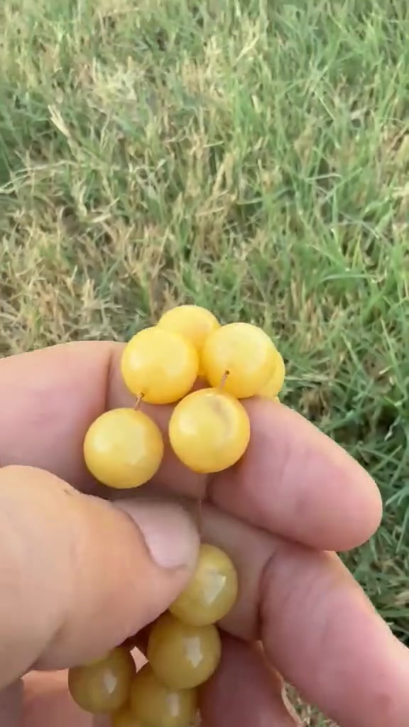 سندلوس المانيه انتيك جراخه كويتيه 45 حبه سعر خاص


**إذا كنت صاحب هذا الإعلان وتريد حذفه لأي سبب، رجاءا أرسل رسالة إلى الدعم الفني**