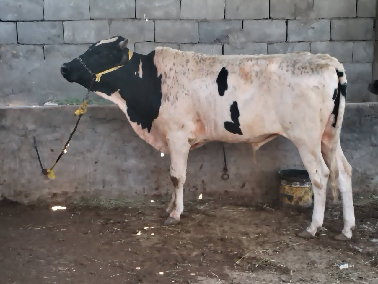سلام عليكم عجول العدد 2 سمان للبيع المكان السماوه للتواصل عله رقم ***********
