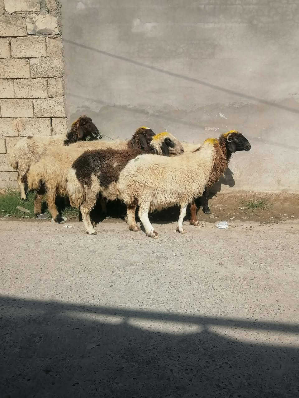 وراجين مال مجنوي درج اولى العنوان بيجي الشراي يتصل عل رقم ‏‪***********‬‏
