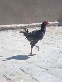 ديك هراتي • بابل سده الهنديه • منطقة العلكايه