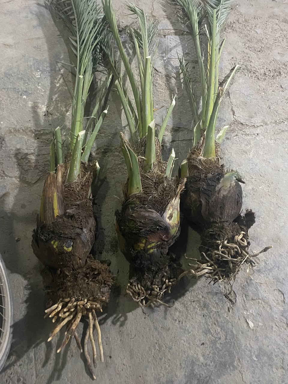 متوفر فسائل (برحي حر بضمانتي )عدد 3 حجم بوري 8 انج سعر الفسيلة 250 ألف 

بالحقيقة اكبر من التصوير  التصوير بالليل 

مكاني الطارمية البغدادي 
***********
0743567200
