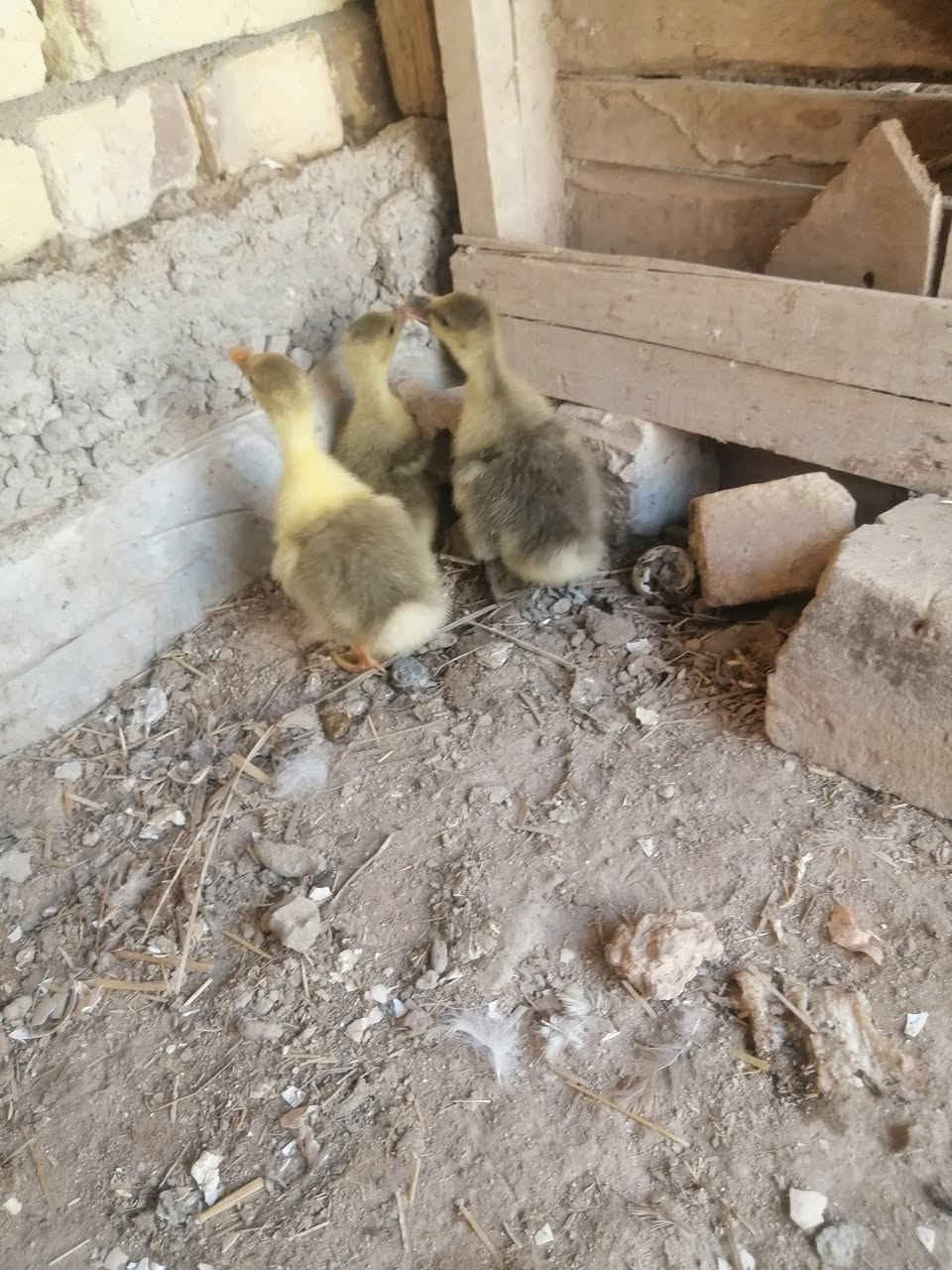 متاح بطه معه افراخهه ثلاثه بيهن ثنين كوبرا واحد عراقي حلوات ونضيفات كلهن عمرهن ٢٥ يوم الي يريدهن بخدمته سعرهن هنه وامهن ب ٥٠ 
توصيل موجود 
#الديوانية_مكانهن.. ***********
