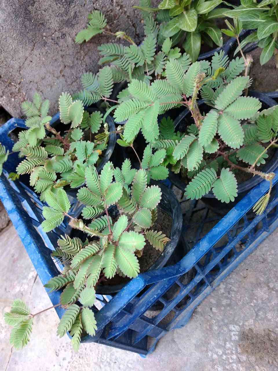 توفر نبات المستحيه 🪴
السعر الف ونص 
🌿 بيع ورد طبيعي ومنعش
🚚 توصيل مجاني داخل هبهب
📍 أقرب نقطة دالة: قرب مدخل المجمعات
📩 للطلب مراسلتنا خاص


**إذا كنت صاحب هذا الإعلان وتريد حذفه لأي سبب، رجاءا أرسل رسالة إلى الدعم الفني**