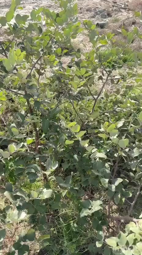 🌿 عندك زرع وتريد إنتاج أقوى؟ الحل هو سماد قادر العضوي.
يساعد على تقوية الجذور، تحسين التربة، وزيادة نمو النبات بشكل طبيعي وآمن.
مناسب للأشجار، الخضروات، والمحاصيل الزراعية.
خلّي زرعك يصير أخضر وإنتاجه أكثر مع سماد قادر 🌱

📞 للطلب والاستفسار: ***********
