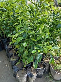 #ياعلي بفضل الله تم وصول وجبه من الحمضيات بأسعار جدا مناسبه للحجز والا...