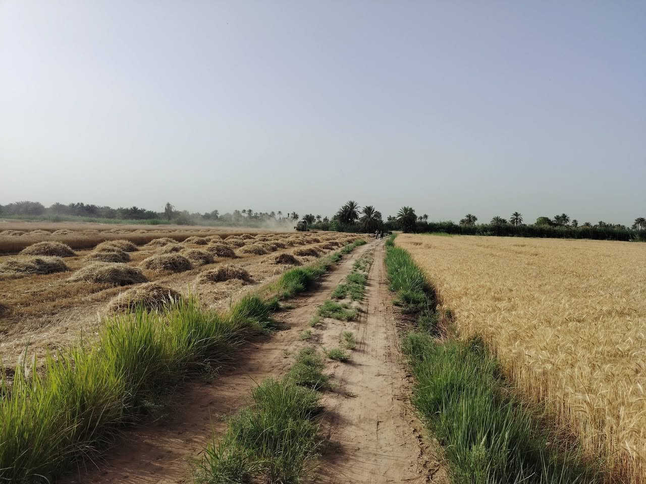 توجد بذور حنطه درجه اولى صنف نزار
سعر مناسب 
مكان ديوانيه
قضاء المهناويه

***********
