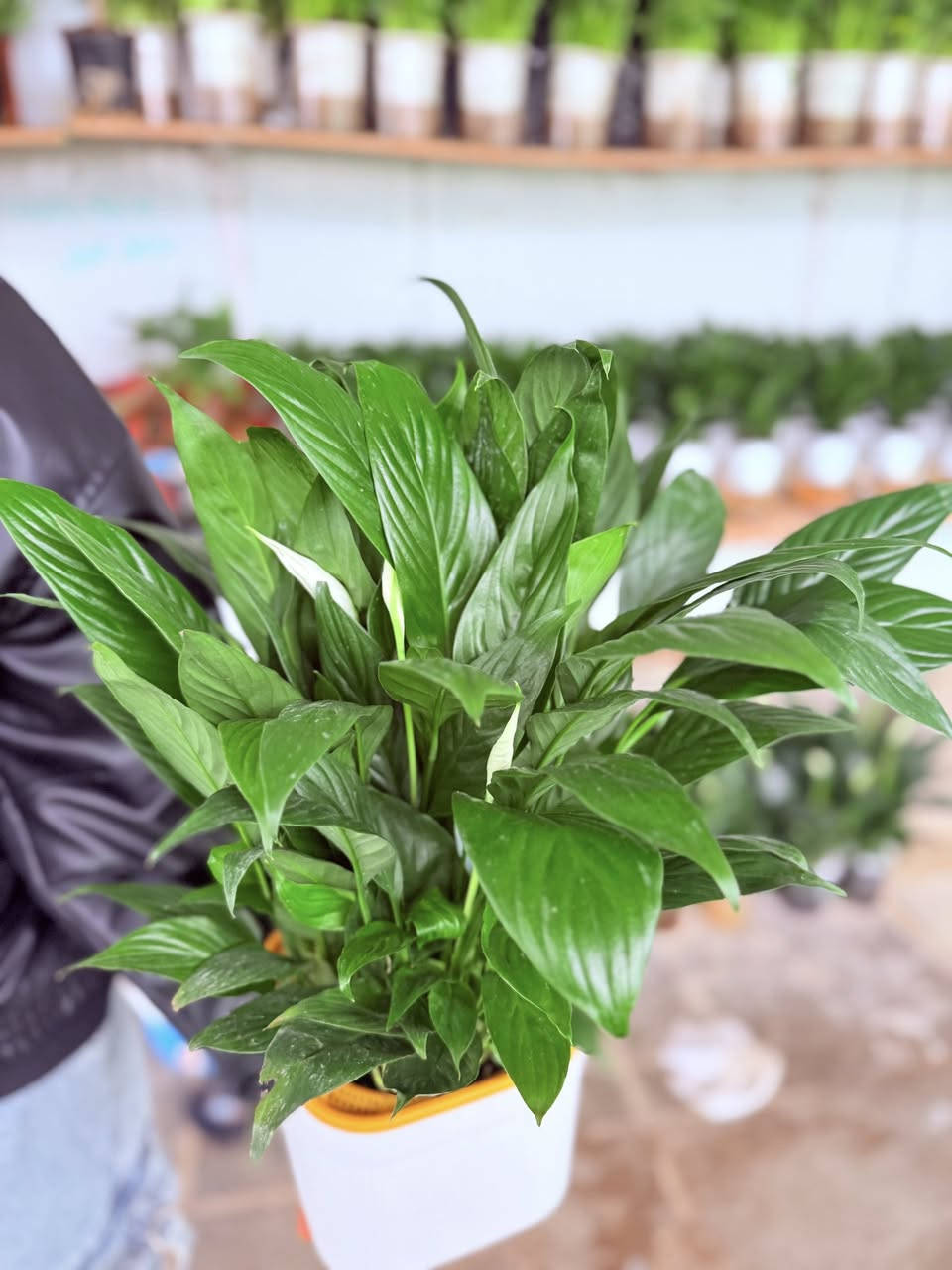 السلام عليكم 

تم وصول نبات ضليه ماىيه 
اسم النباة شراع حجم كبير 
🟢يوجد مفرد وجملة 
✅التوصيل قضاء الحي 
✅الاسعار ادخل استفسر ع الخاص
ويتوفر أيضا جميع انواع البتموس المستورد والاسمده وال NPK

العنوان🫰
واسط قضاء الحي 🫠
بدايه جسر الكراده😚
( مشتل الغراف )
رقم***********
***********
بأدارة(ابو ادهم)
